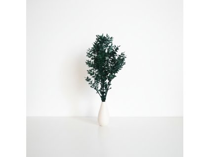 Stabilizovaný Ruscus - zelená ve váze