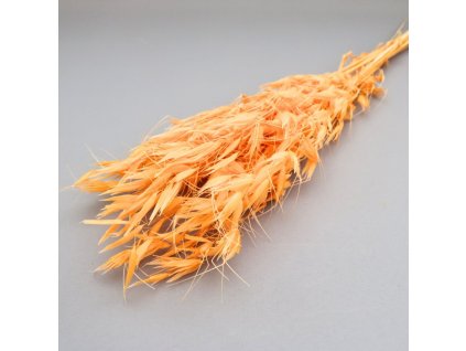 Avena selvatica oranžová
