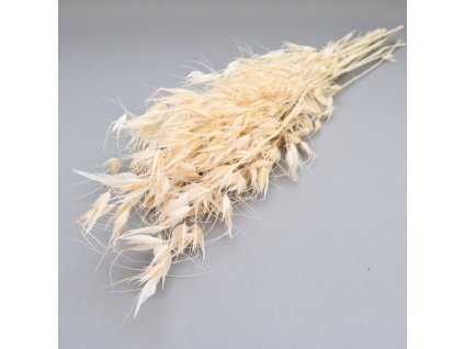 Avena selvatica bílá