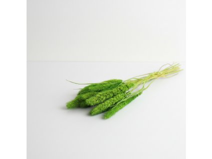Setaria sušená - světle zelená