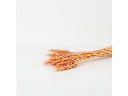 Sušená Pšenice - oranžová