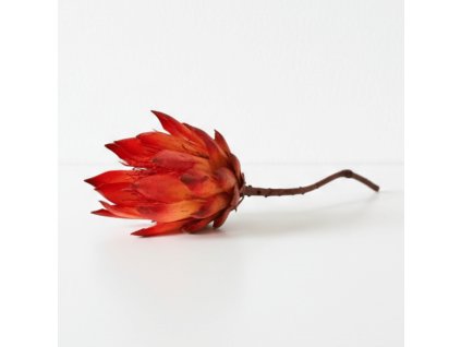 Protea Repens flower dey color