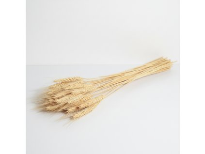 Pšenice vousatá sušená - bílá