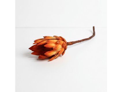 Protea Repens orange big