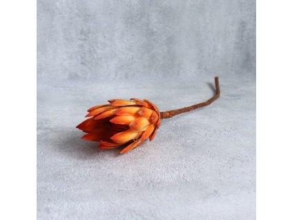 Protea Repens orange big