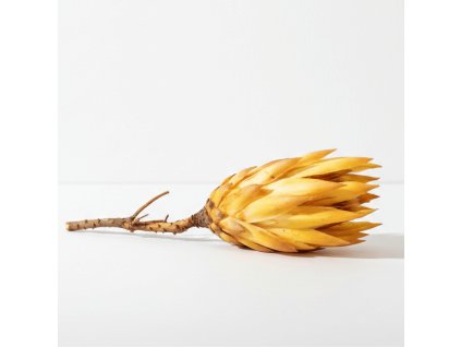 Protea Repens yellow big