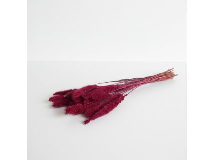 Setaria sušená - erika