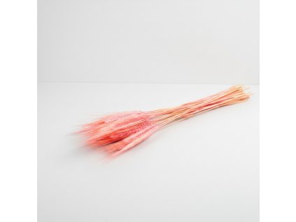 Pšenice vousatá sušená - růžová