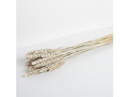 Sušená Pšenice - slavato