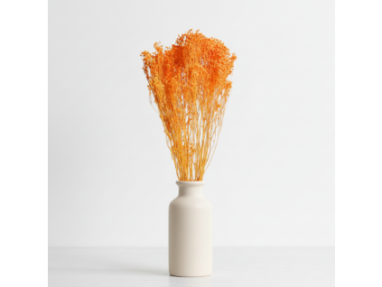 Sušený Broom Bloom albicocca