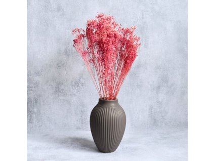 Sušený Broom Bloom flider ve váze