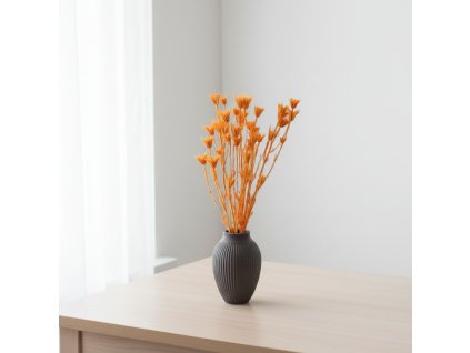 Sušina Nigella orientalis - albicocca ve váze