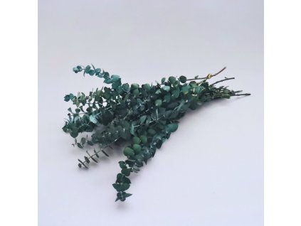 Eucalyptus baby blue zelený