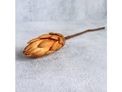 Protea Repens bud cream kus