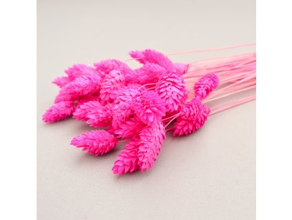 Phalaris neon růžová