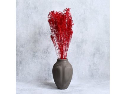 Sušený Broom Bloom červená ve váze