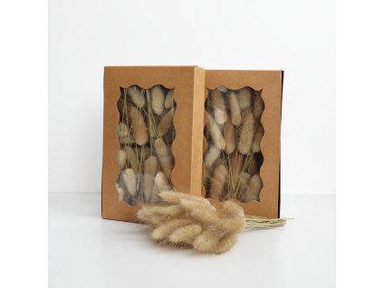 Lagurus natur - box pro aranžování