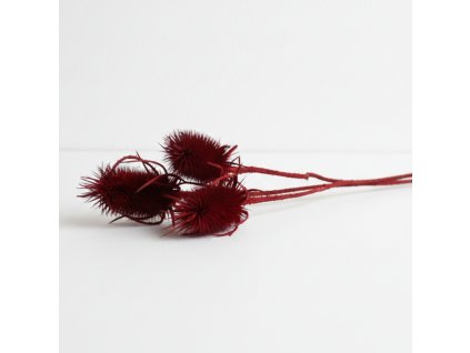 Sušený Bodlák - bordo