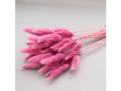 Lagurus fuchsiová