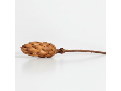 Protea Repens cream big