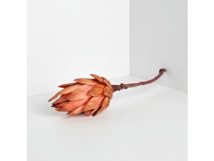 Protea Repens - pink