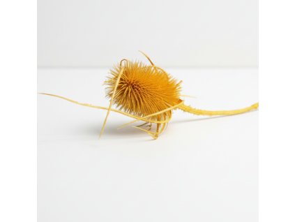 Sušený Bodlák - žlutá