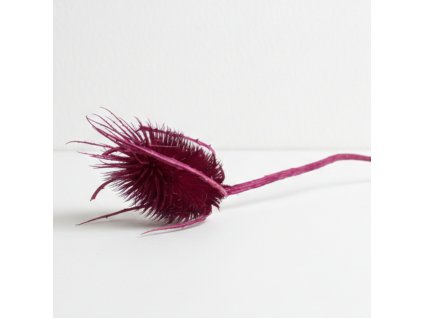 Sušený Bodlák - erika