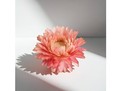 Sušená Slaměnka - růžová květ