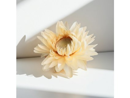 Slaměnka květ - bílá