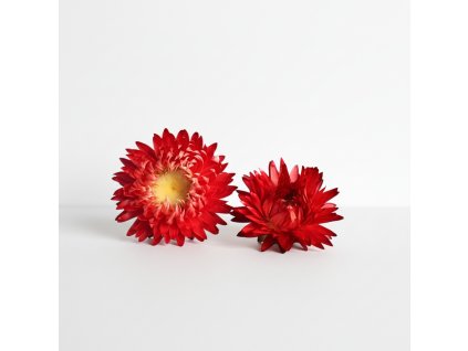 Sušené květy slaměnek - červená