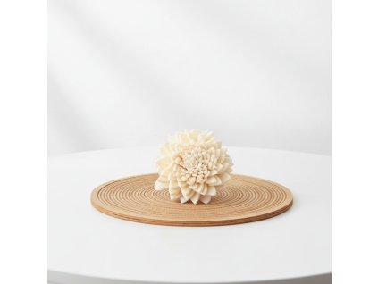 Květ Shola Belly - smetanová