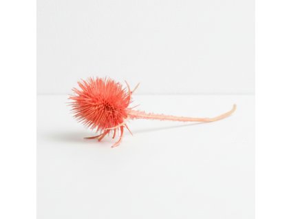 Sušený Bodlák mini - rosa