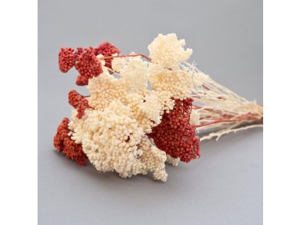 Sušina Achillea mix detail