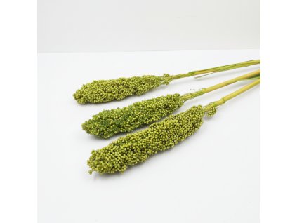 Sušený Čirok (Sorghum) - zelený