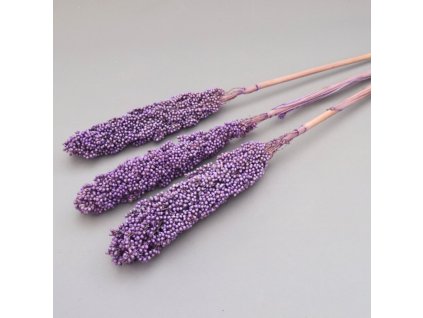 Sušený Čirok (Sorghum) lilla detail