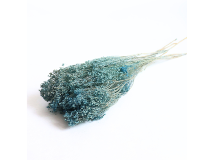Sušený Broom Bloom světle modrá
