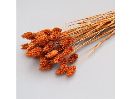 Phalaris sušený terracotta