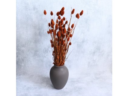 Phalaris sušený terracotta ve váze