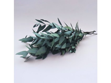 Eucalyptus Nicholli zelený svazek