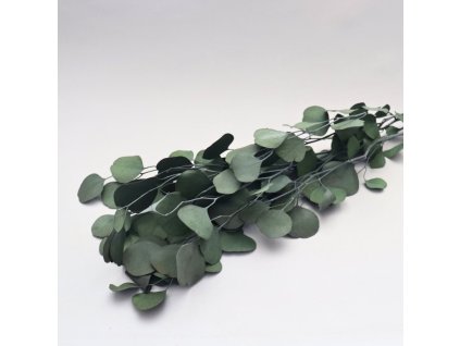 Eucalyptus populus tm. zelená svazek