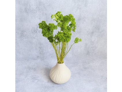 Sušená Achillea zelená ve váze