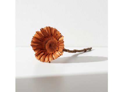 Sušená Obtusifolia – hnědá