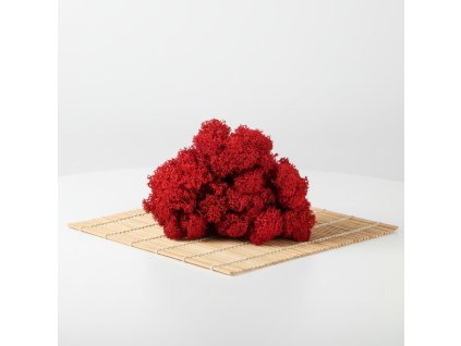 Stabilizovaný mech Moss reindeer - červený