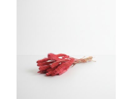 Sušená Setaria - rosa/natur