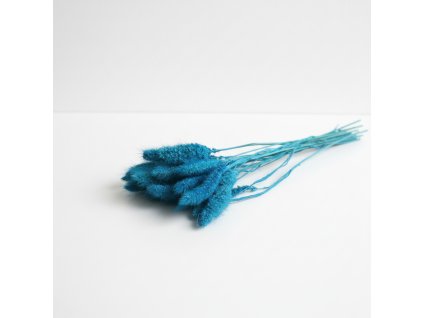 Setaria sušená - azzurro