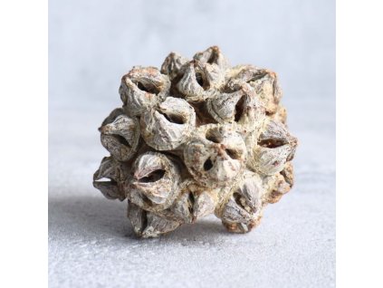 Eukalyptus spidergums bělený kus