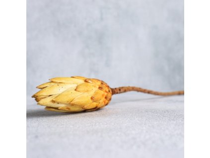 Protea Repens smetanová