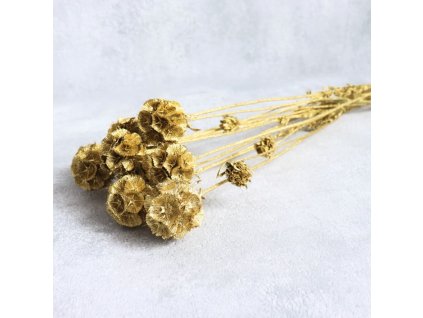 Sušená Scabiosa zlatá detail