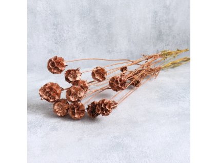Sušená Scabiosa bronzová svazek