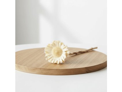 Protea compacta - bělená